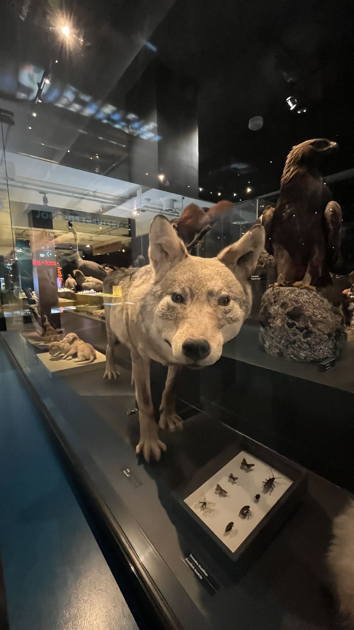 馬爾默胡斯城堡生物展間